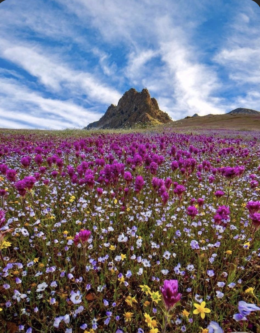 Desierto Florido — Atacama