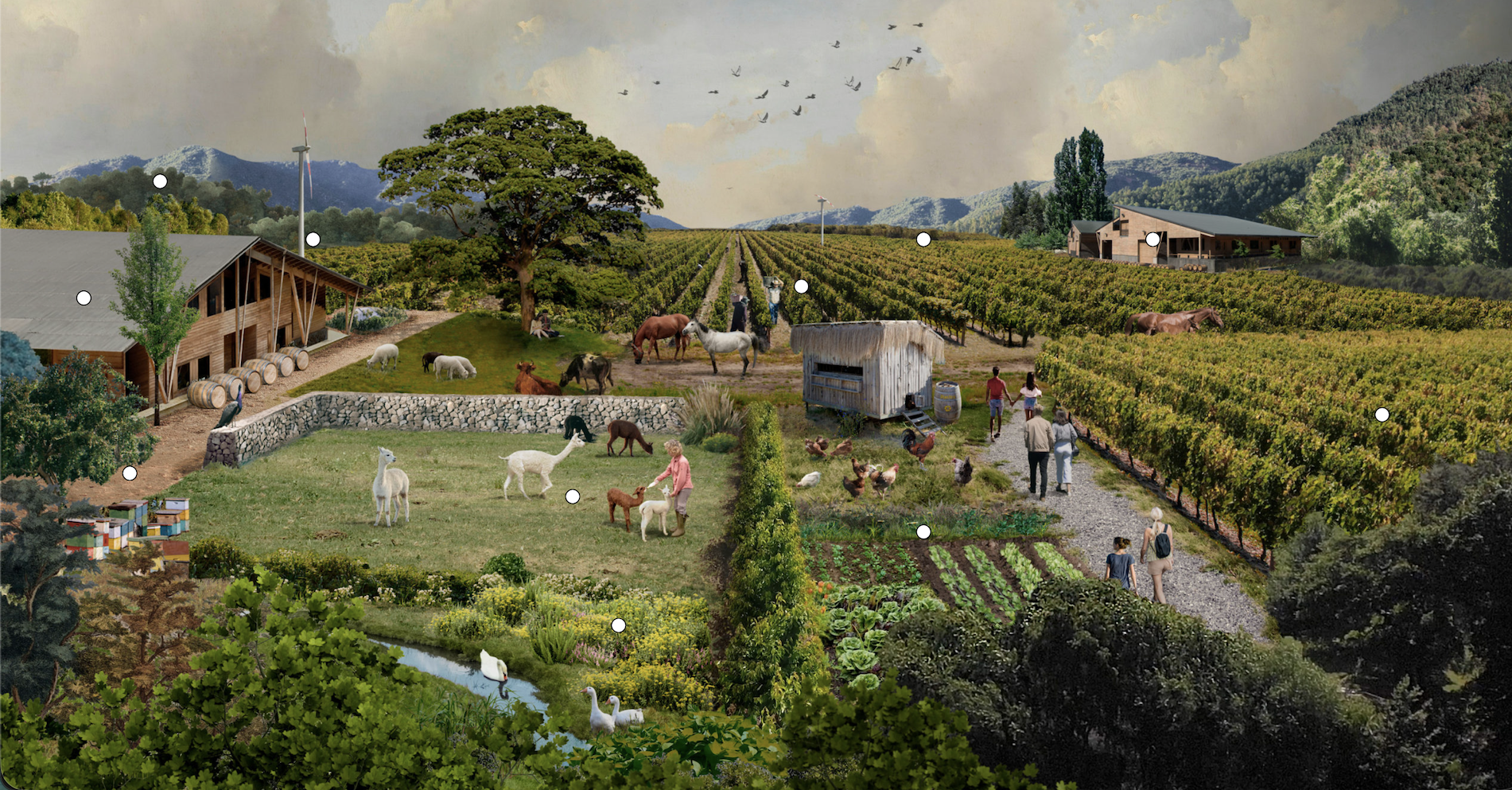 Viñedo biodinámico Emiliana — alpacas, huerto y corredores biológicos, Casablanca