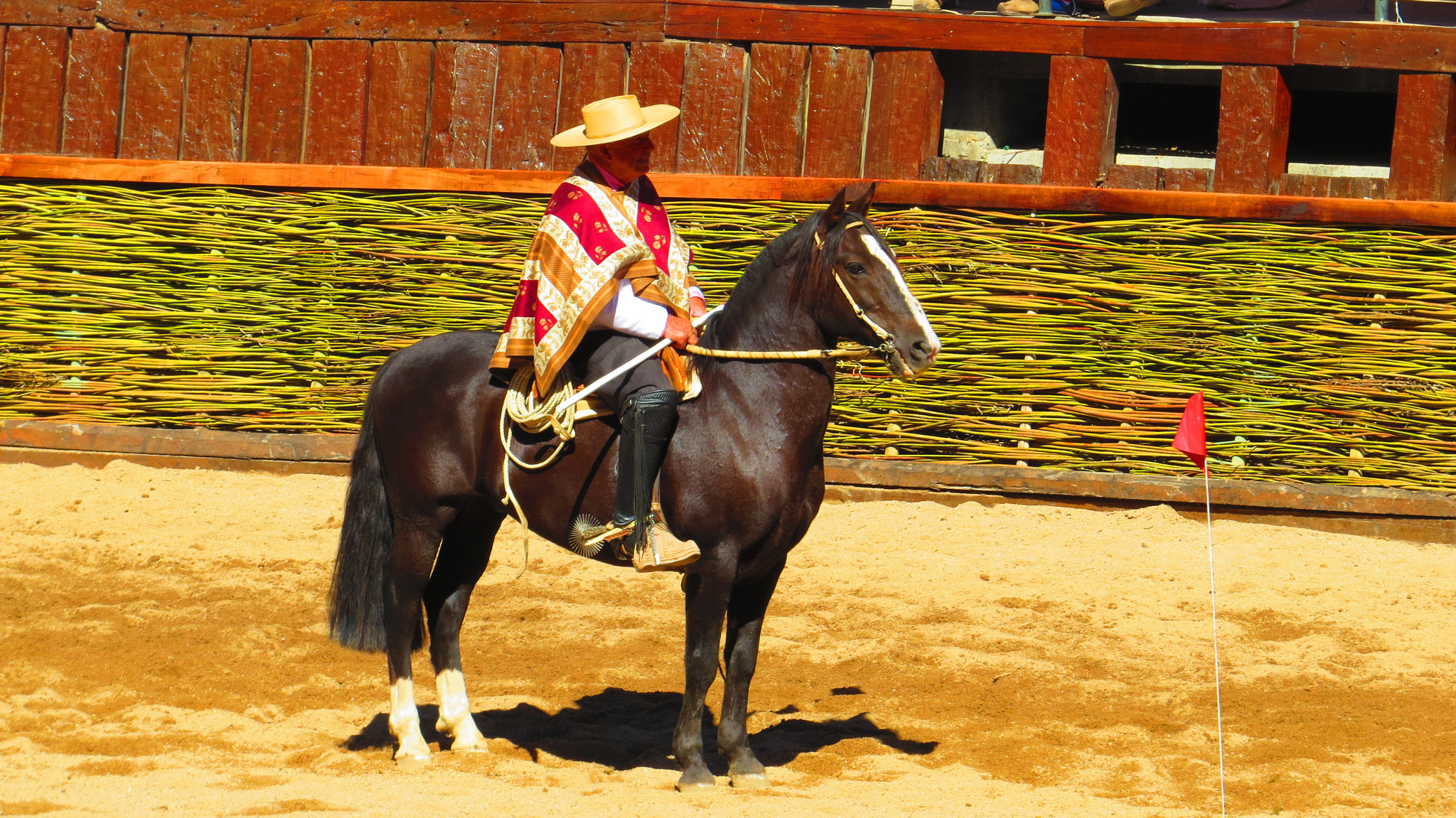 Huaso chileno en la medialuna — Fiestas Patrias