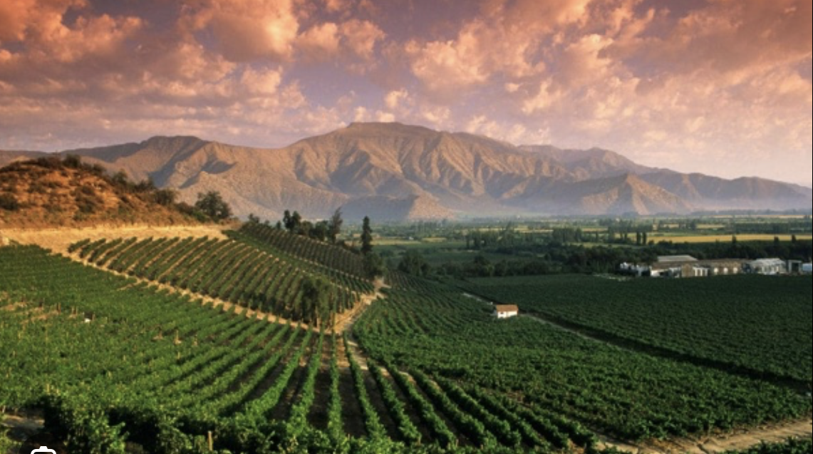 Viñedos al atardecer — Almaviva